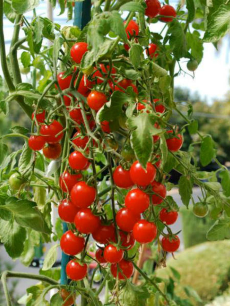 Pomidory, podobnie jak papryka potrzebują głębokiej i szerokiej donicy. Do tego codziennie należy je podlewać.. fot.: Proscilla Torres
